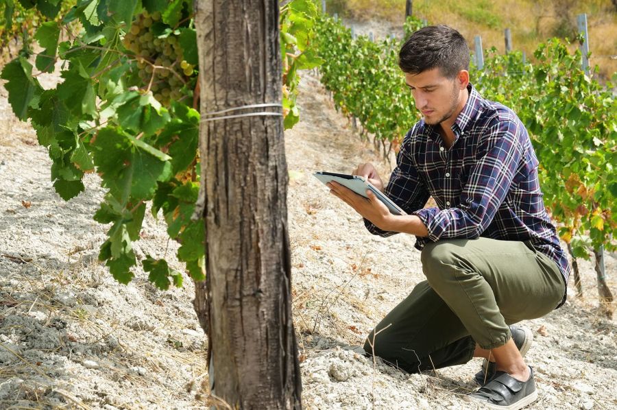 Photo for: Top 10 Vineyard Management Software