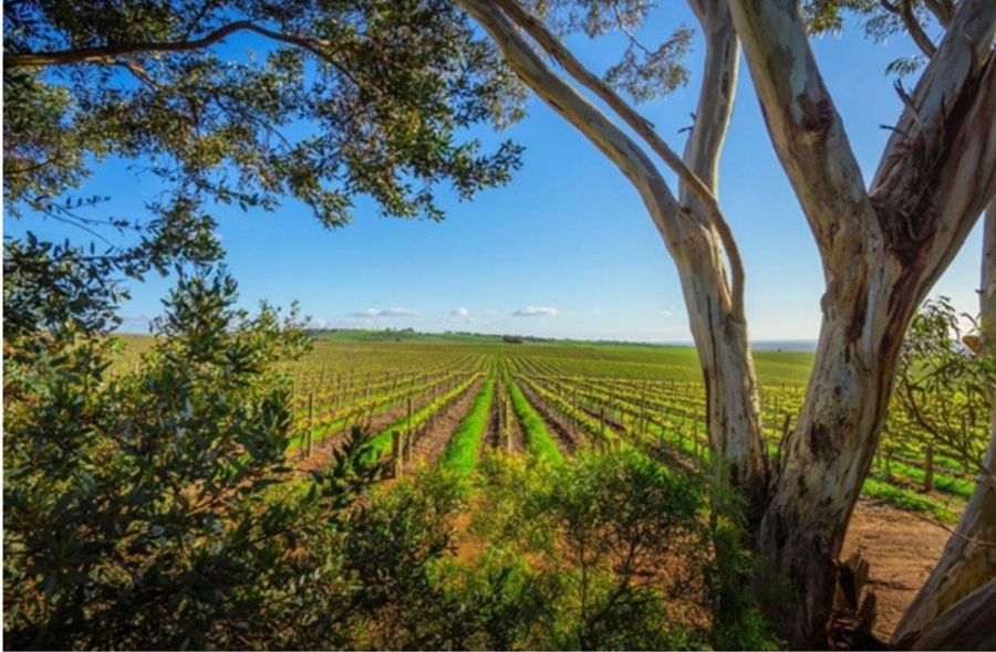 Photo for: 10 Vineyard Management Services in Sonoma